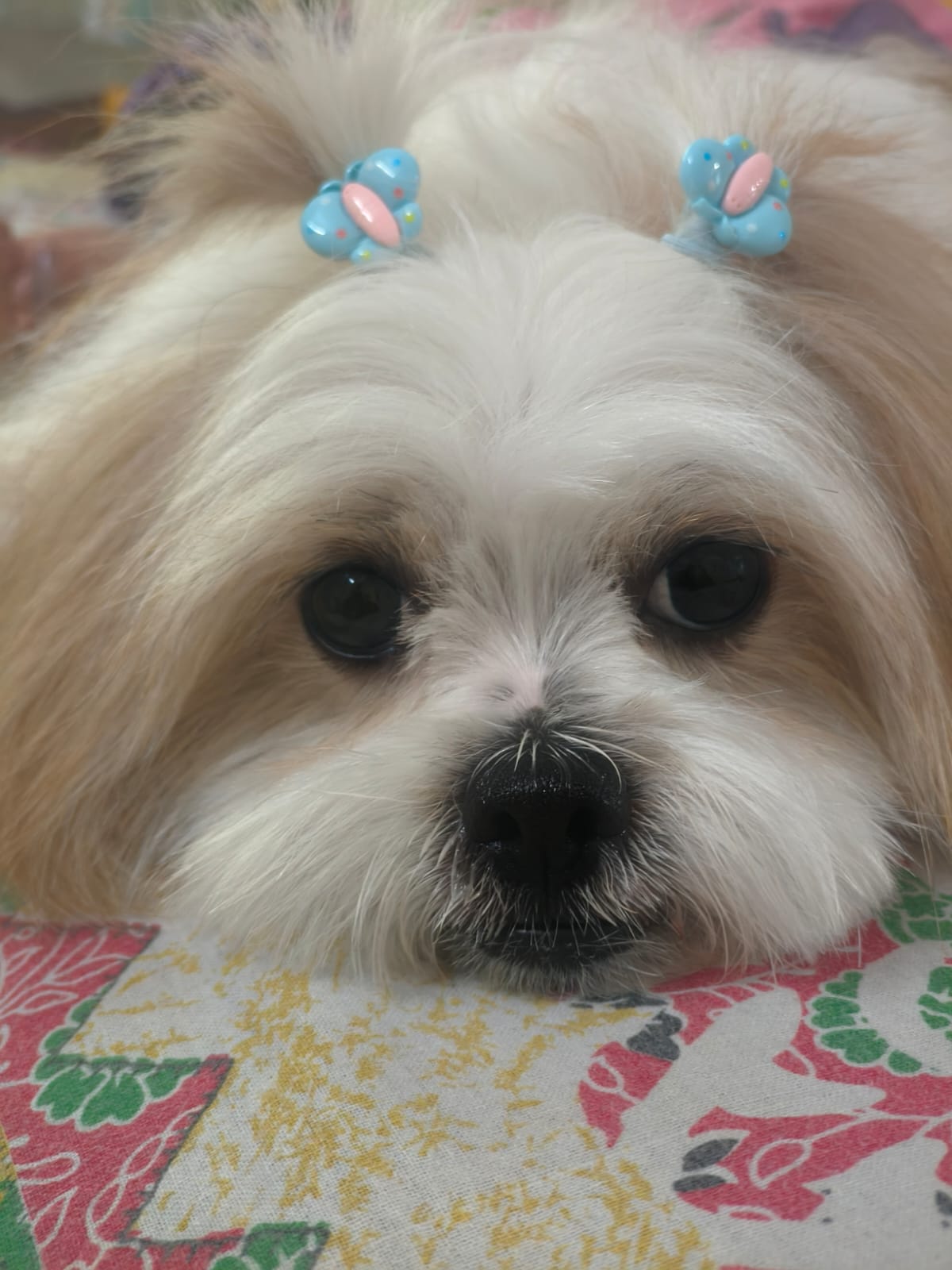 Bittu