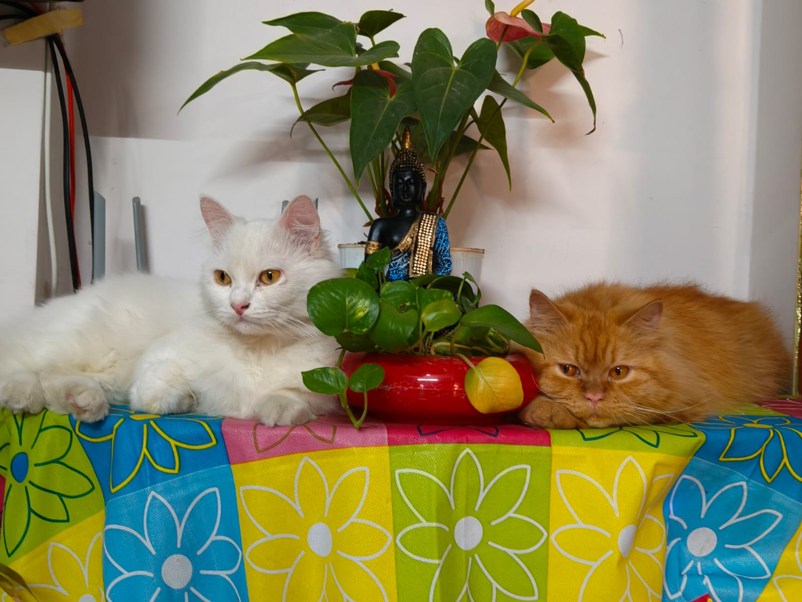 The cats at home